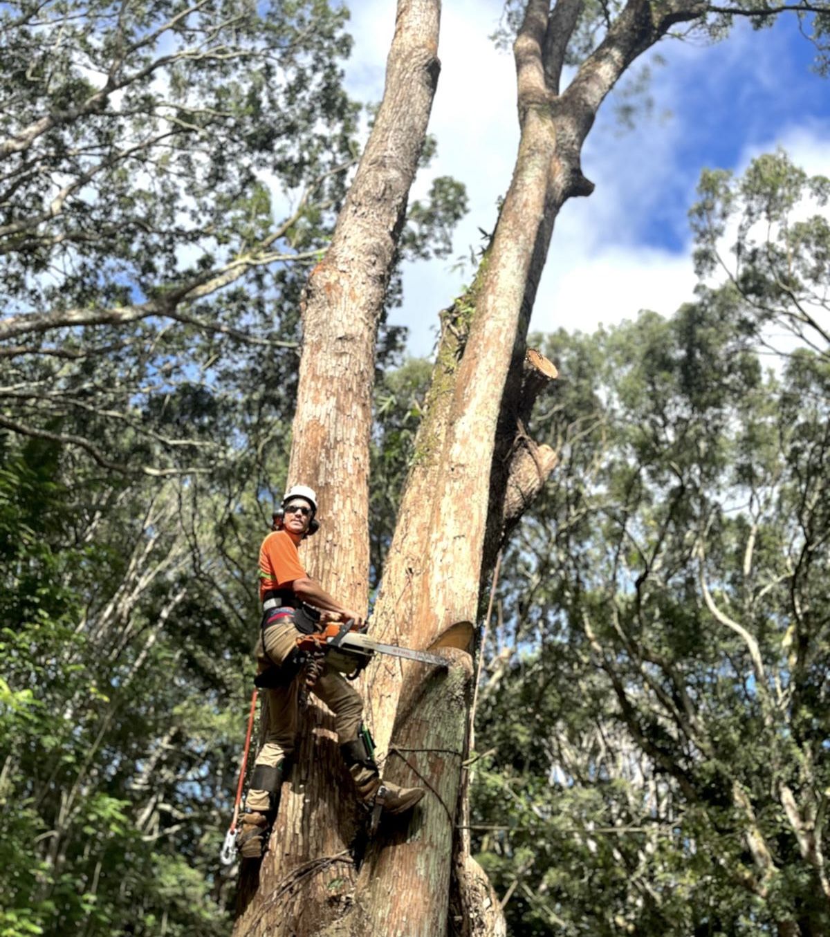 Tree Service