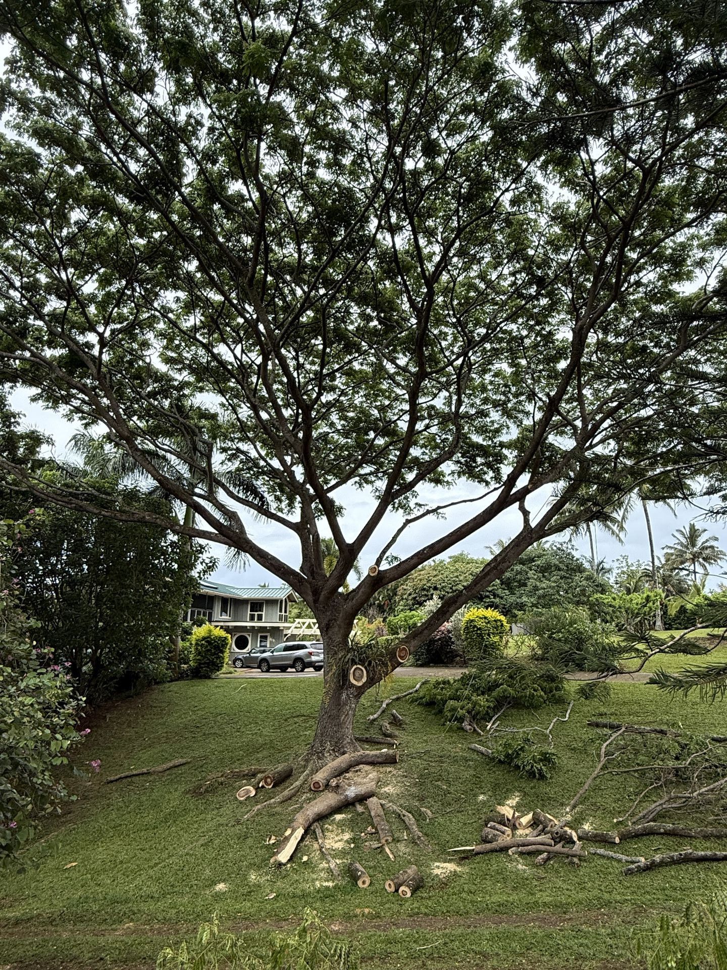 Amaral Tree Care & Agroforestry gallery photo