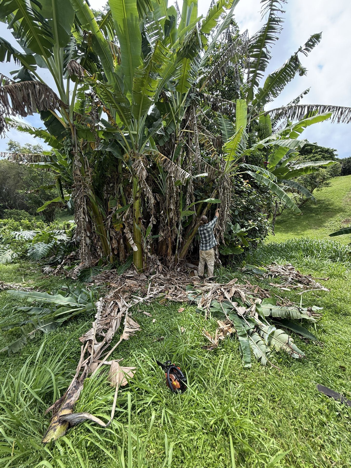 Amaral Tree Care & Agroforestry gallery photo