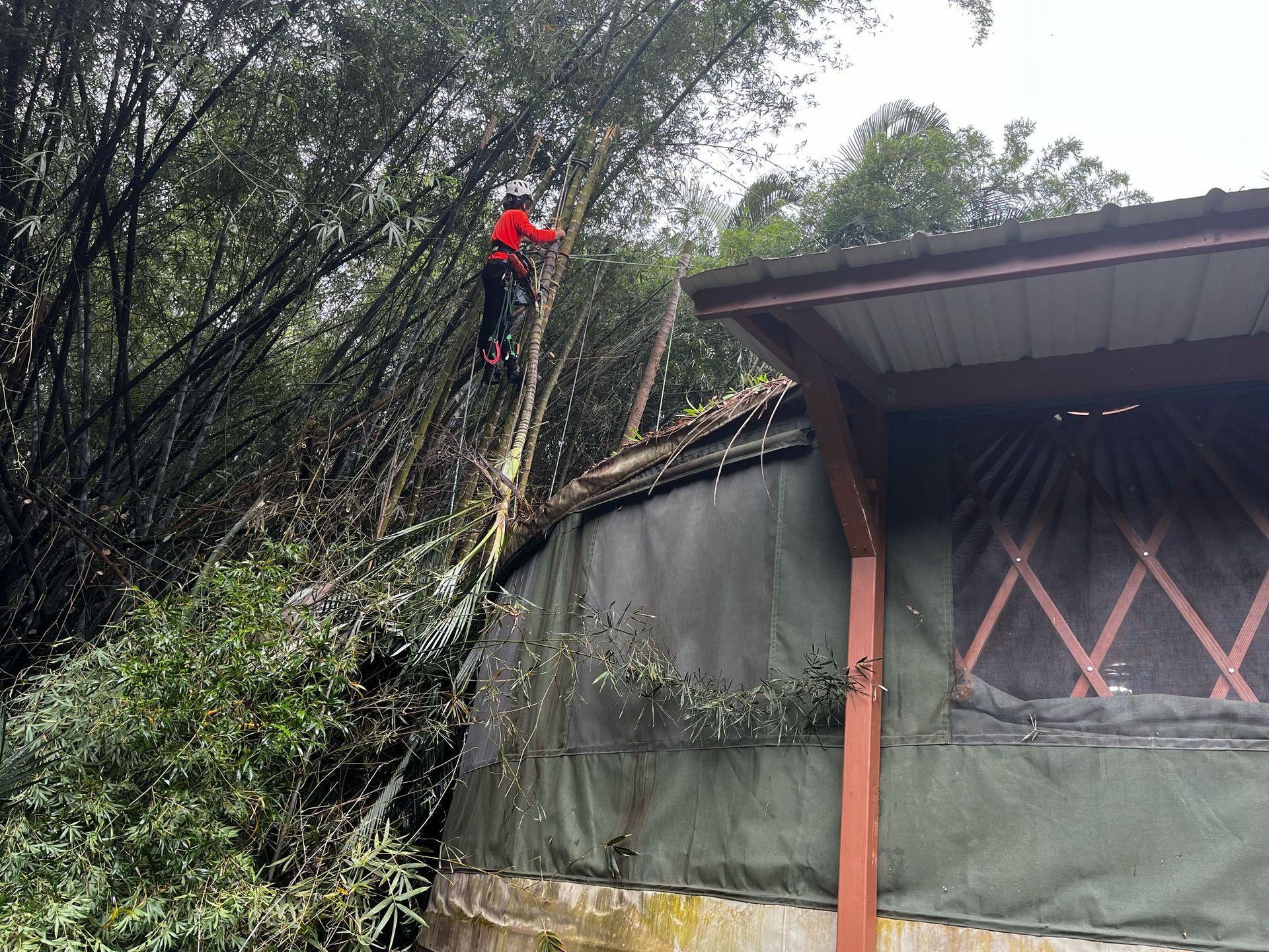 Amaral Tree Care & Agroforestry gallery photo